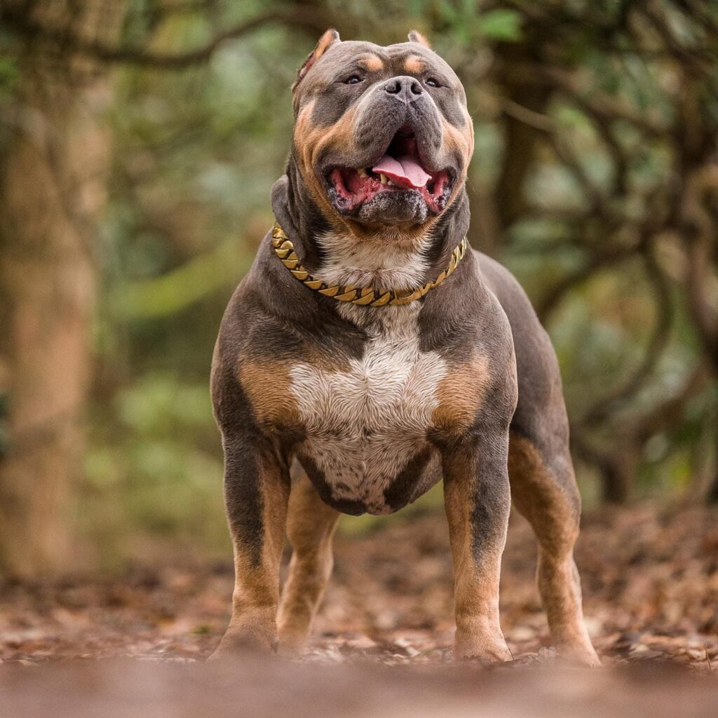 American Bully XL — Top Bully Kennel